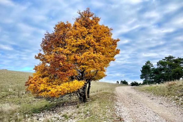 fall tree colors in in Provence