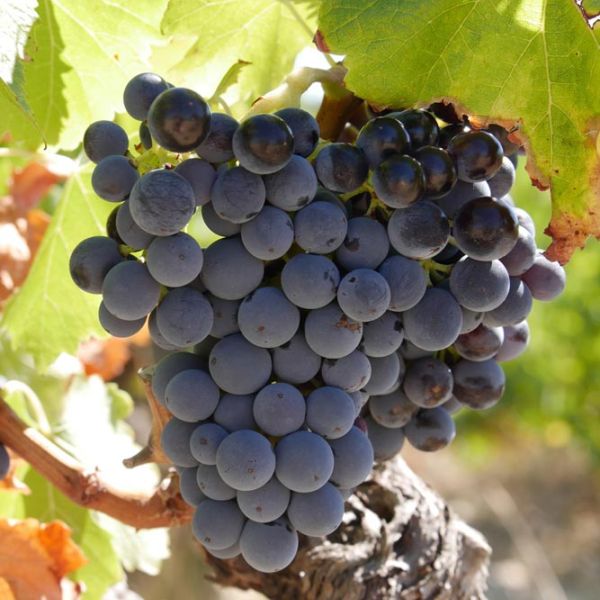 grapes on vine at fall harvest on October custom tour of Provence