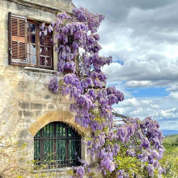 spring wisteria blooming on building