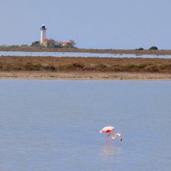 Camargue lighthouse and flamingo