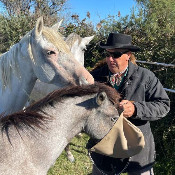 Camargue horses with cowboy