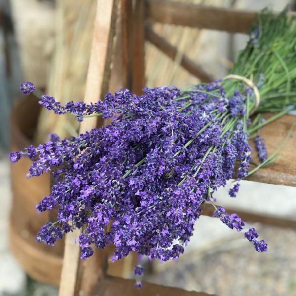 lavender bouquet