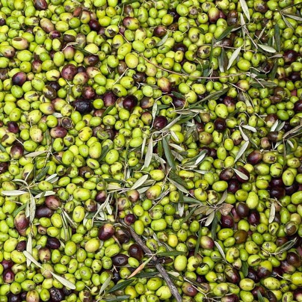 olives at fall harvest in France