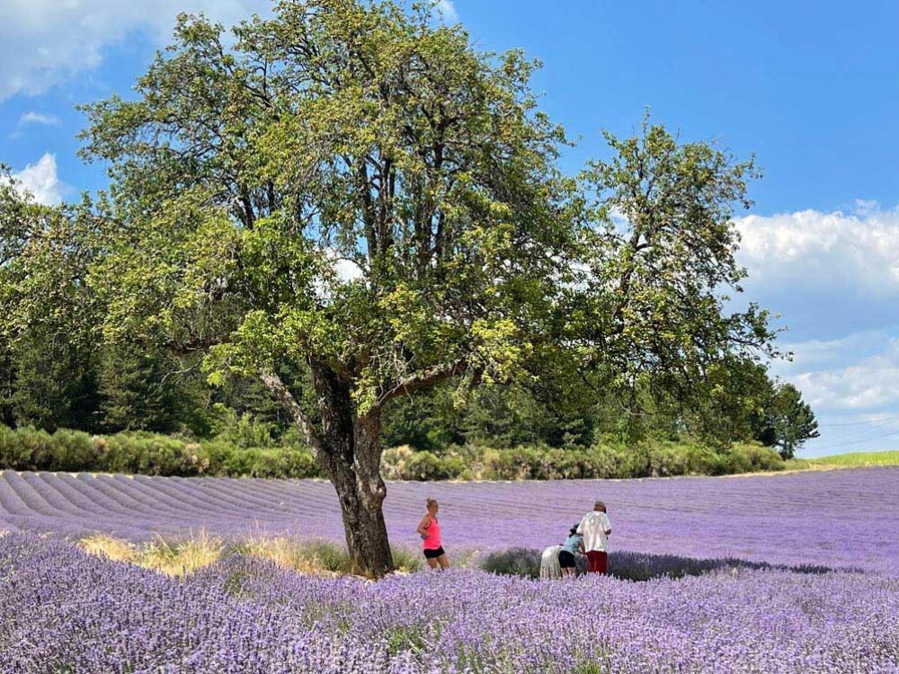 Lavender lifestyle tour featuring lavender fields in full bloom