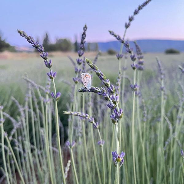closeup of butterfly on Provence lavender photography tour