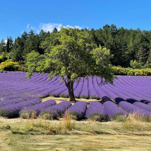 single tree in middle of lavender field in bloom