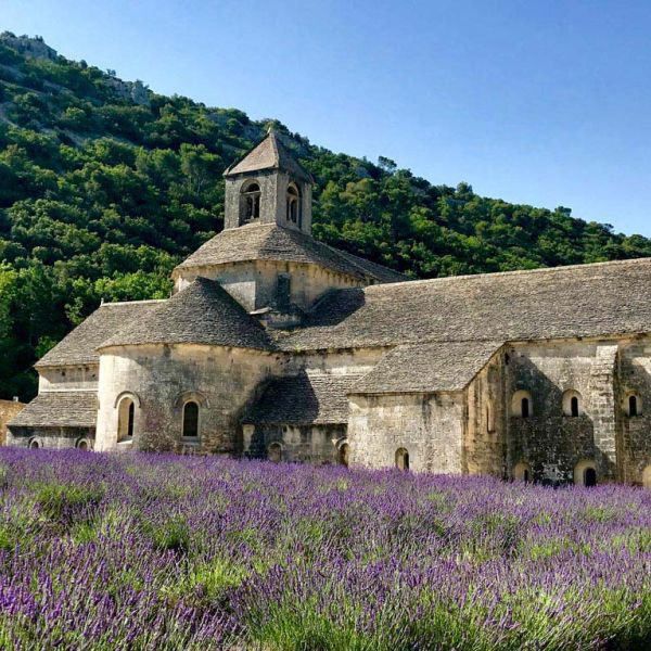 Abbaye de Senanque with lavender field in bloom