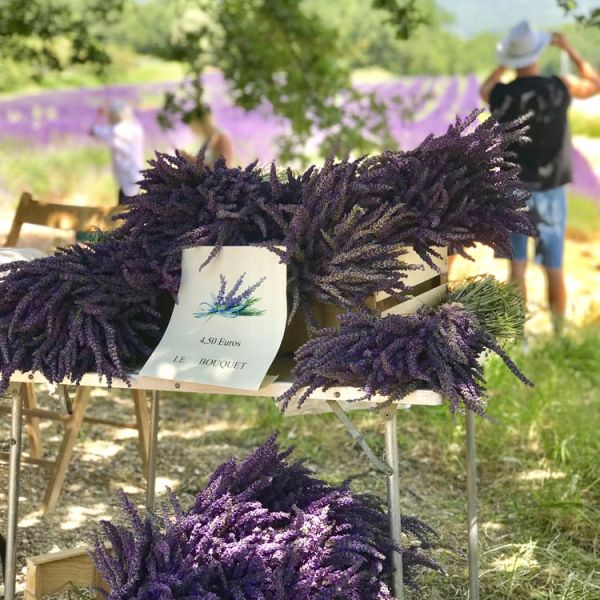 fresh cut lavender bouquets on lavender tour
