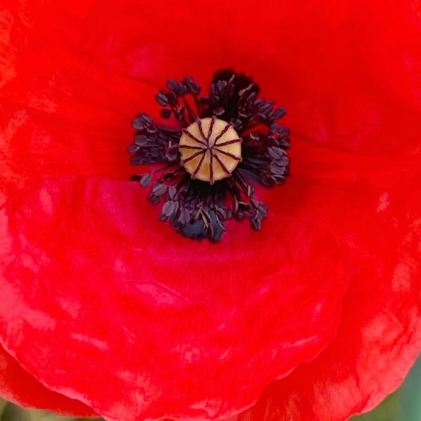 red poppy close up