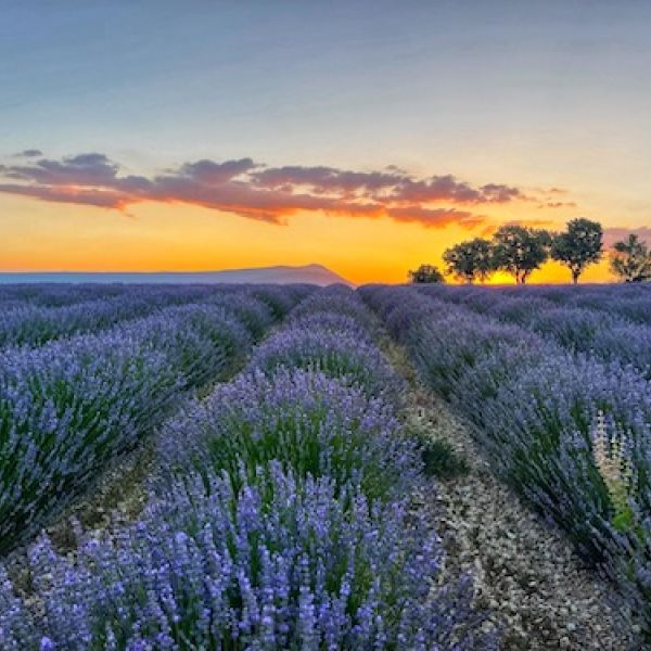 lavender susnet
