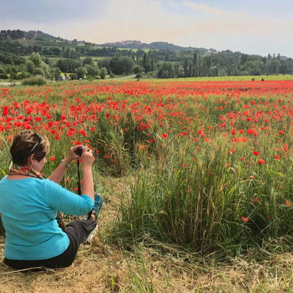 photographing spring poppies while on guided Provence tour