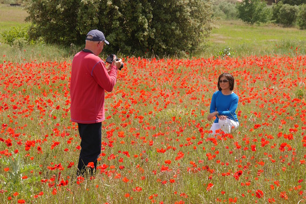 May 2017 poppies tour of Provence
