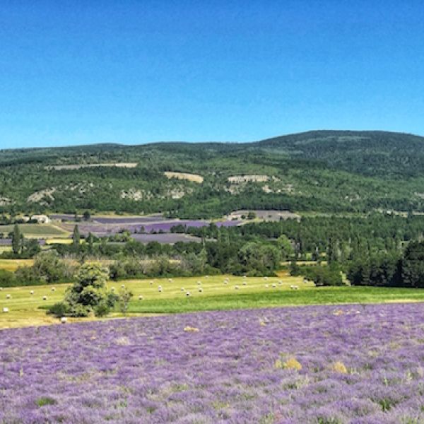 Sault lavender fields