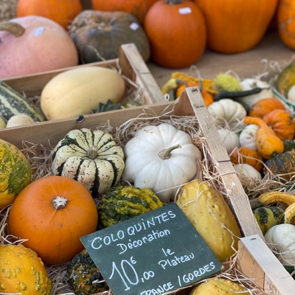 Provence fall market with mini-squash and pumpkins