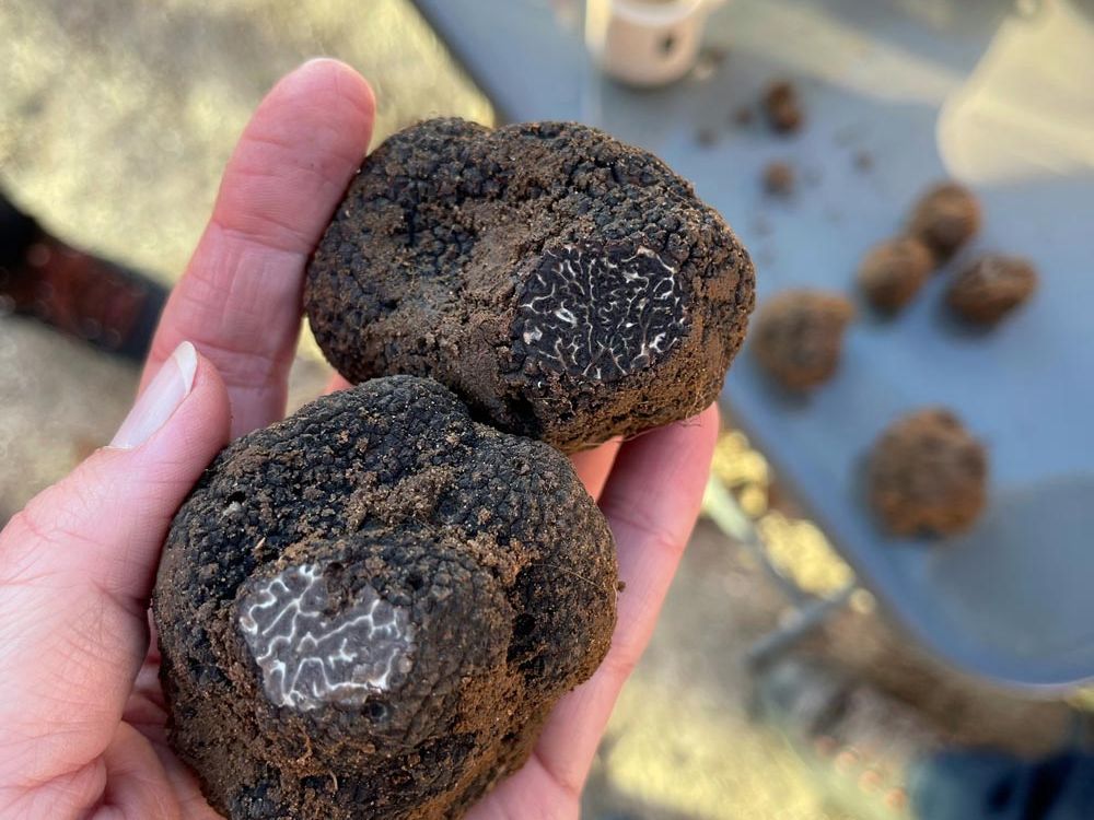 freshly dug truffles on Provence truffle tour