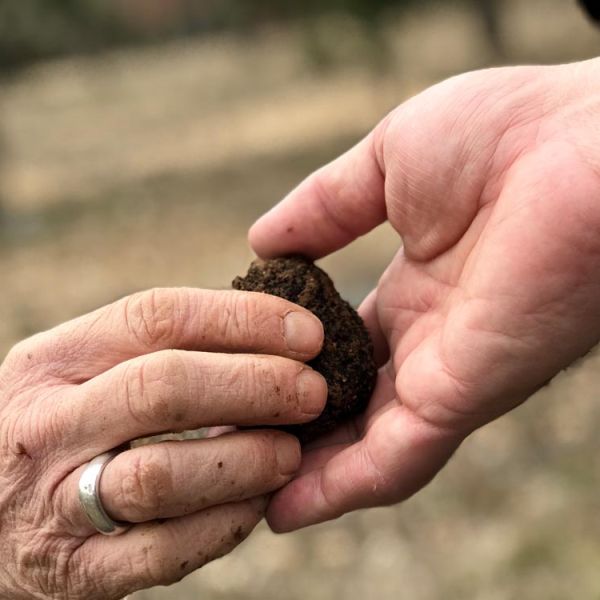 passing freshly dug truffle on truffle tour in Provence