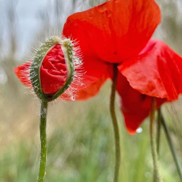 red poppies closeup