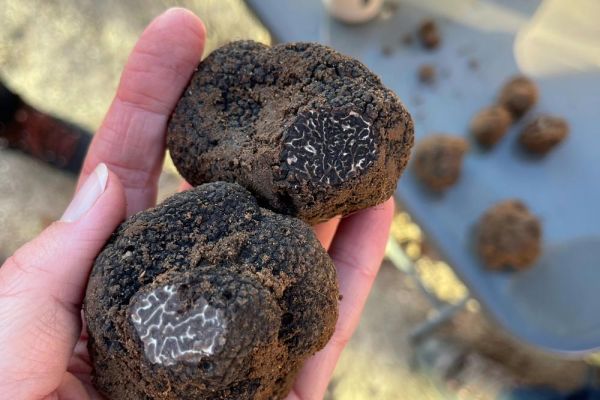 Provence small group truffle tour slices freshly dug truffles to show differences