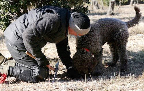 truffle hunting with dogs