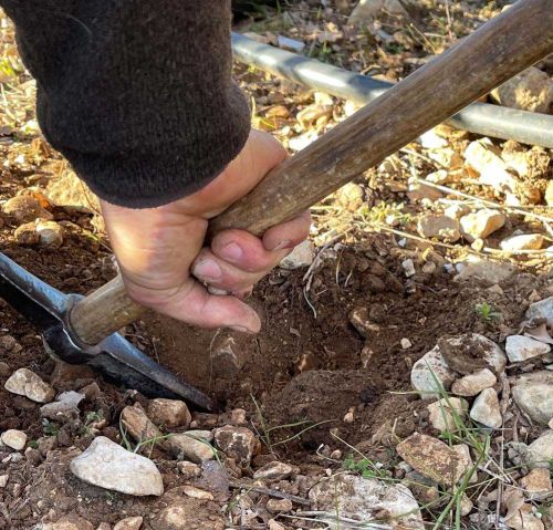 digging for truffles