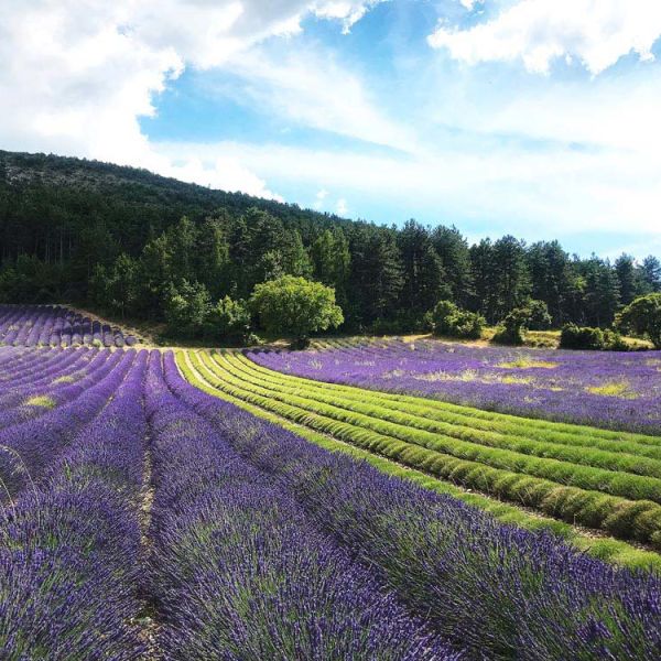 lavender field in bloom