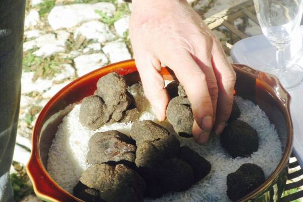 truffle in provence