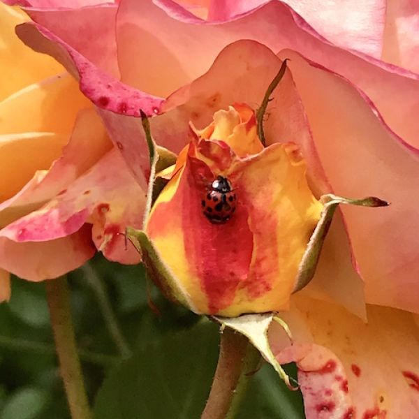 rose closeup with ladybug