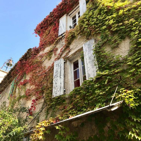 vine covered building in fall