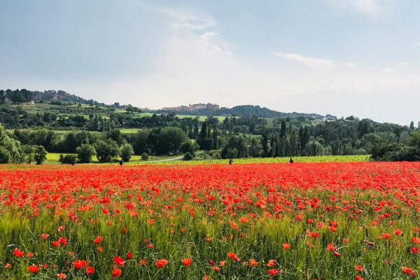 spring Poppies glow red in a flower field on tour of Provence