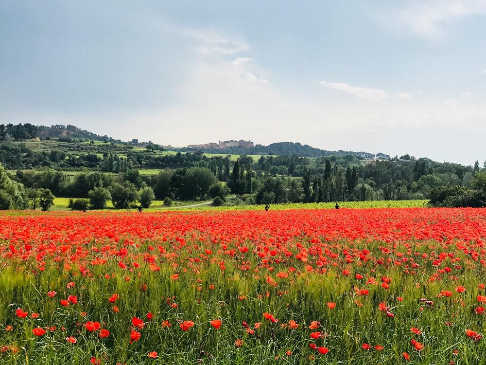 spring Poppies glow red in a flower field on tour of Provence