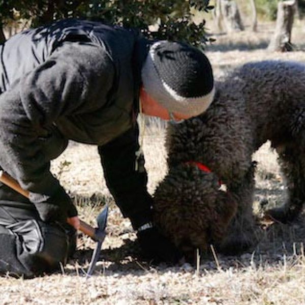 truffle hunting with dog