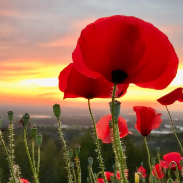 red poppies closeup with sunset