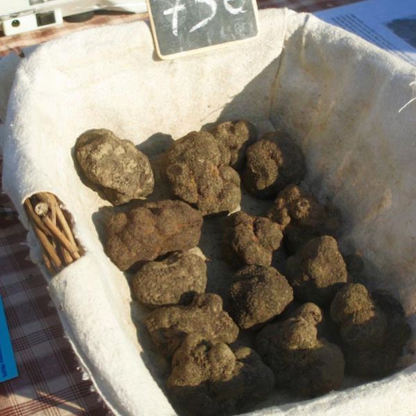 fresh truffles in basket at market
