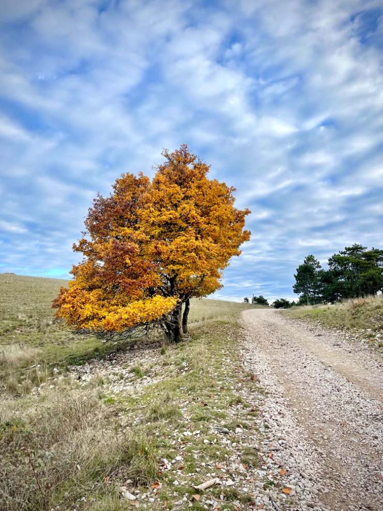 fall tree colors in in Provence