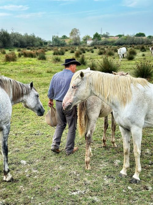 Camargue Ranch
