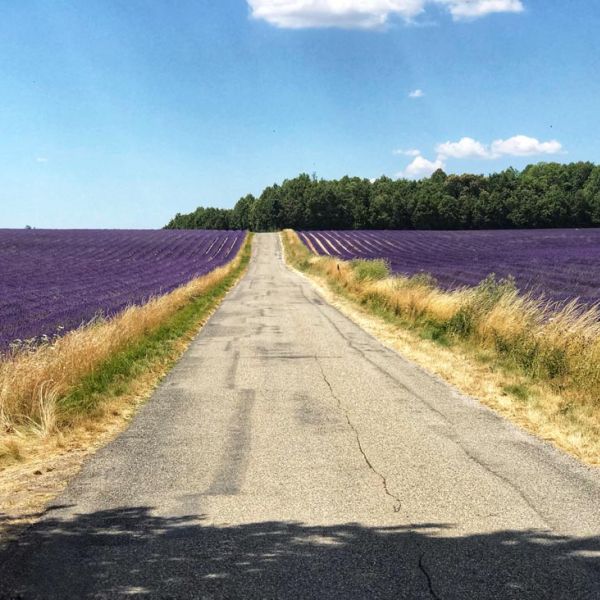 lavender fields beside road
