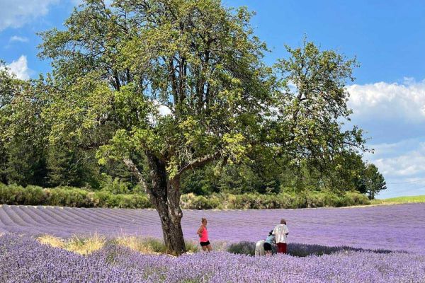 Lavender lifestyle tour featuring lavender fields in full bloom