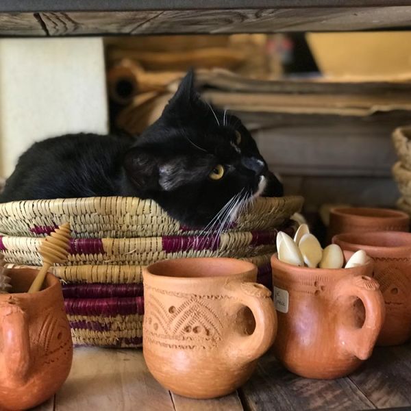 Provencal cat relaxing in shop basket